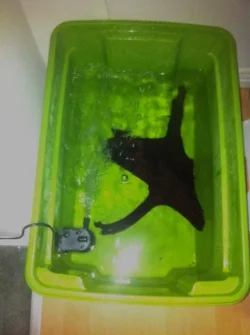 Bogwood soaking.webp Bogwood soaking.webp