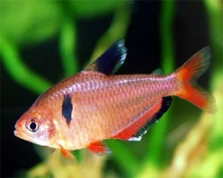 Hyphessobrycon eques2.webp