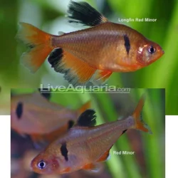 Hyphessobrycon eques1.webp