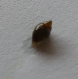snail-1.webp