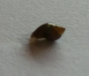 snail-2.webp