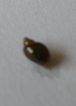 snail-3.webp
