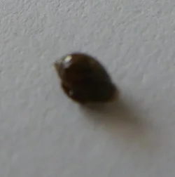 snail-4.webp