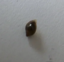 snail-5.webp
