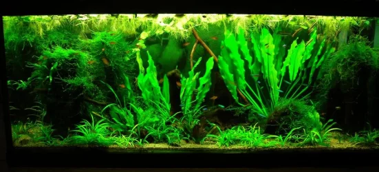 70g Apr 16-15.webp