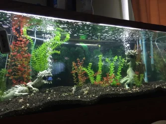 fish one.webp