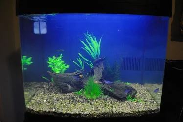 Aquarium 6-17-15.webp Aquarium 6-17-15.webp