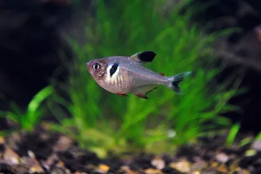 Aquarium-6-17-15(02).webp Aquarium-6-17-15(02).webp