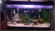 Tank right size 1.webp