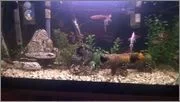 Tank right size 2.webp