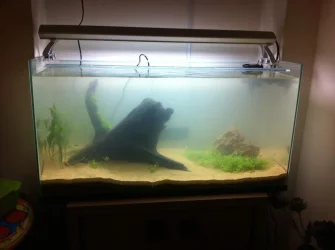 nearly complete tank.webp