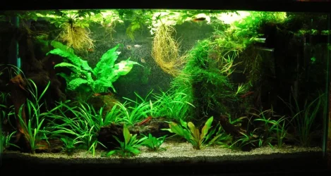 33g June 6-12.webp