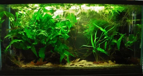 33g March 3-15.webp