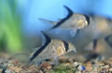corydoras_melini_1.webp