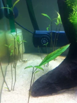 New plant growth.webp New plant growth.webp