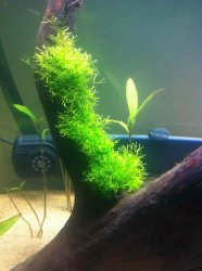 Riccia growth 1 week.jpg