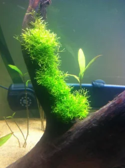 Riccia growth 1 week.webp Riccia growth 1 week.webp