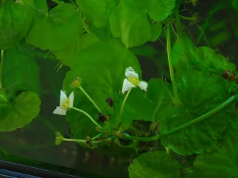 E. major flowers (1).webp