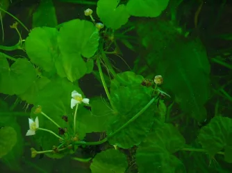 E. major flowers (2).webp