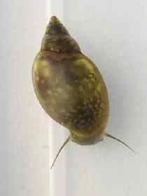 pond snail.webp