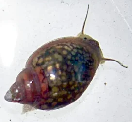 Physa acuta (bladder snail).webp