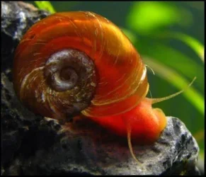 ramshorn snail.webp