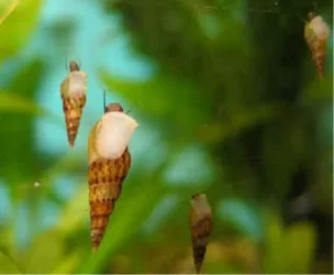 Malaysian Livebearing snails.webp