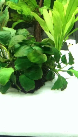 IMAG0261.webp