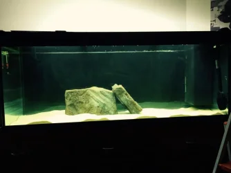 Tank lights.webp