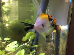 angelfish.jpg angelfish.jpg