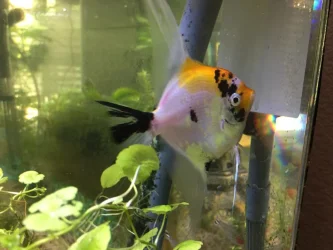 angelfish.webp angelfish.webp