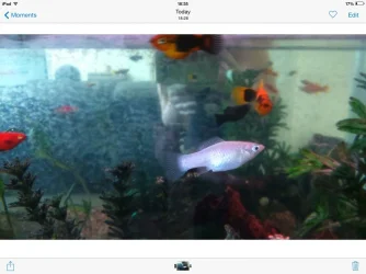 image.webp