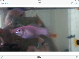 image.webp
