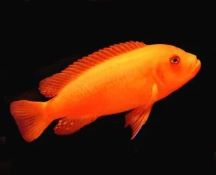 red_zebra_female_090415_w0480.webp red_zebra_female_090415_w0480.webp