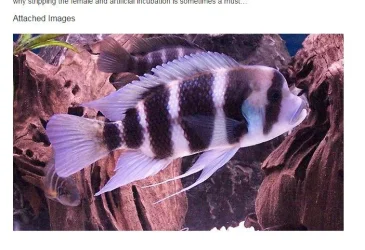 imageshown.webp