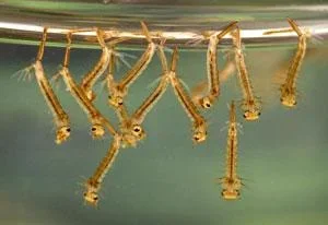 larvae.webp larvae.webp