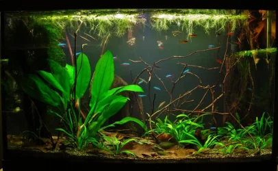 29g Aug 2-15.webp