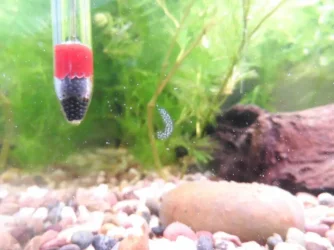 Snail Eggs.webp