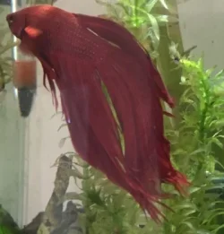 Betta.webp