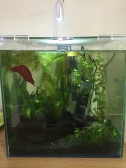 Tank.webp