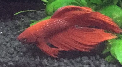 Young Betta.webp
