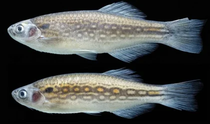 newdaniospecies.webp newdaniospecies.webp