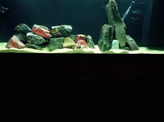 Tank with rock.webp
