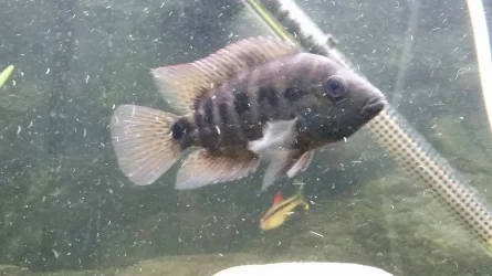 jason fish1.webp