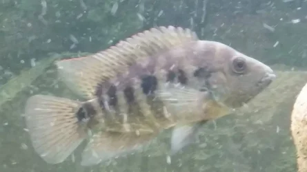 jason fish2.webp