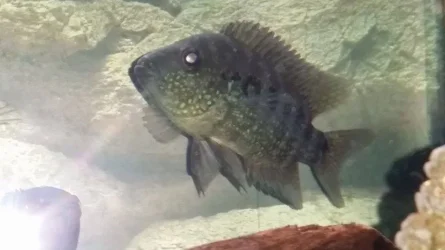 jason fish3.webp