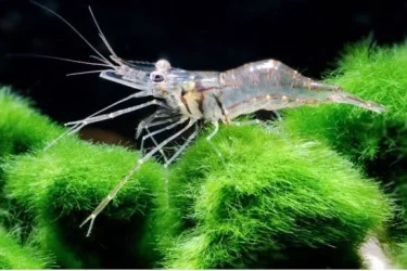 Macrobachium.webp Macrobachium.webp
