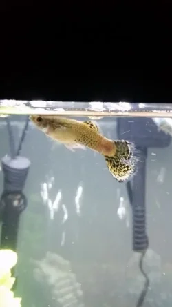 fish 1.webp