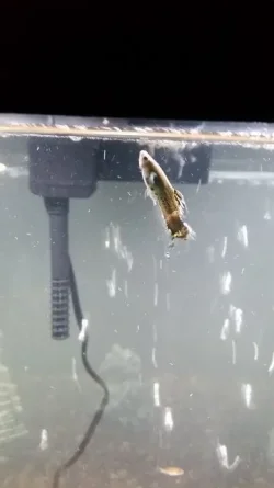 fish 2.webp