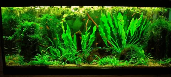 70g Apr 16-15.webp